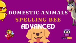 Advanced Educational quizzes for spelling bee preparation